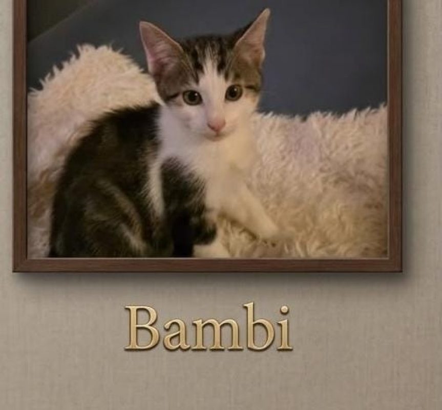 Bambi - Chat Européen à adopter