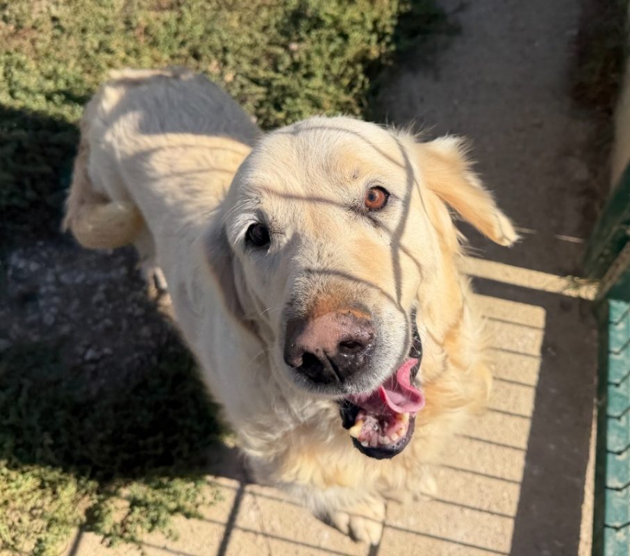 Honey - Chien à adopter