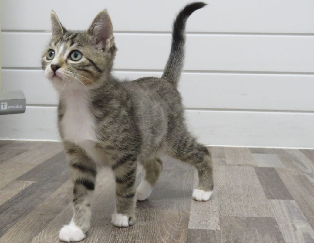 Wheeler - Chat Européen à adopter