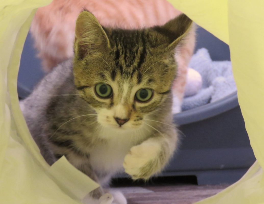 Wheeler - Chat Européen à adopter - photo 2
