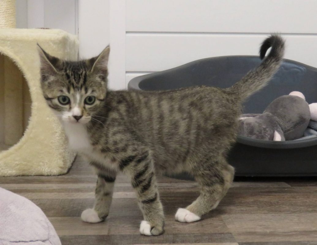 Wheeler - Chat Européen à adopter - photo 3