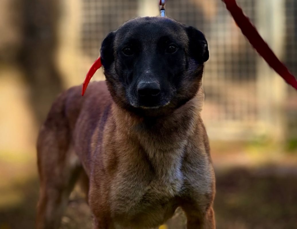 Simba - Chien Berger Belge Malinois à adopter