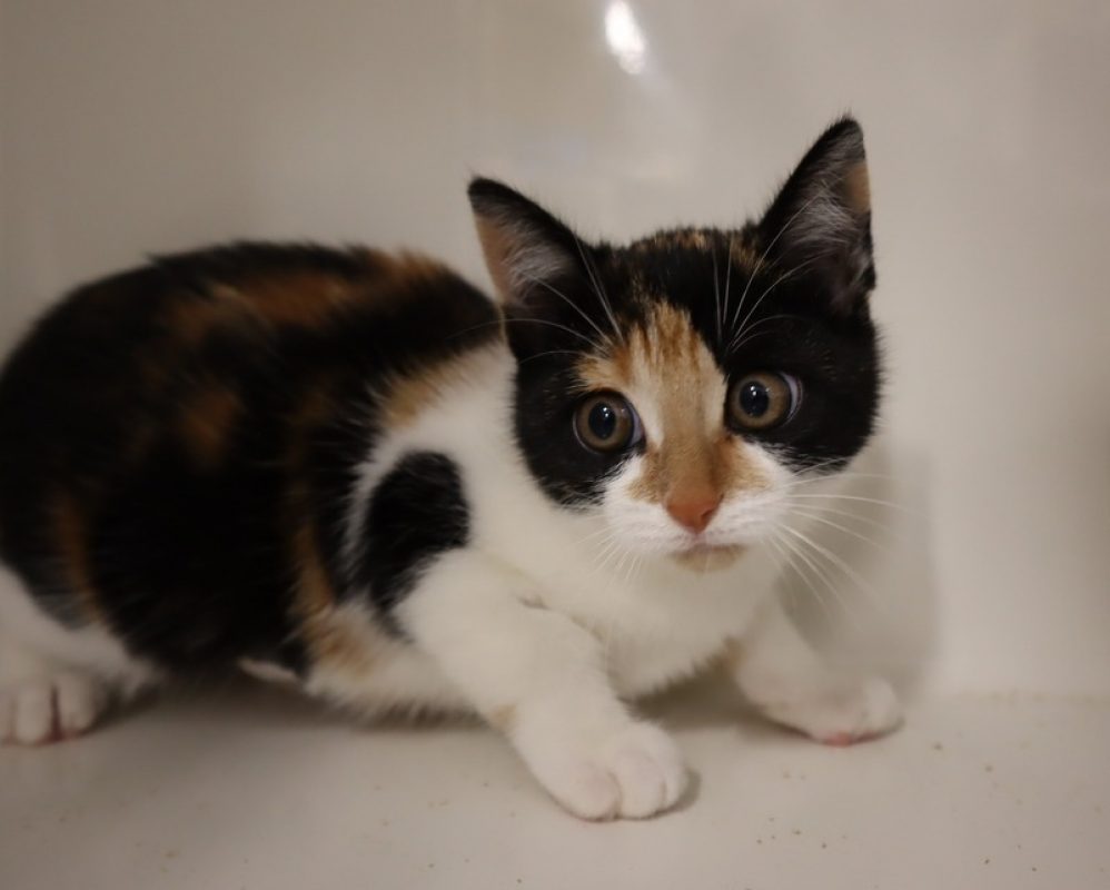 Shani - Chat Européen à adopter