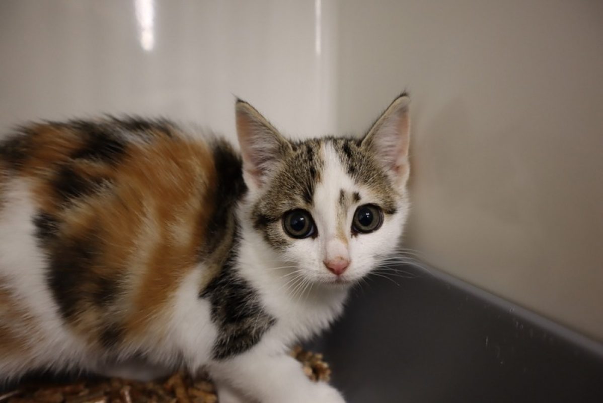 Dune - Chat Européen à adopter