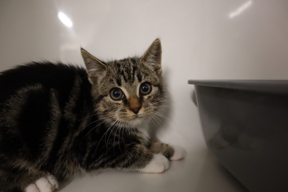 Usul - Chat Européen à adopter