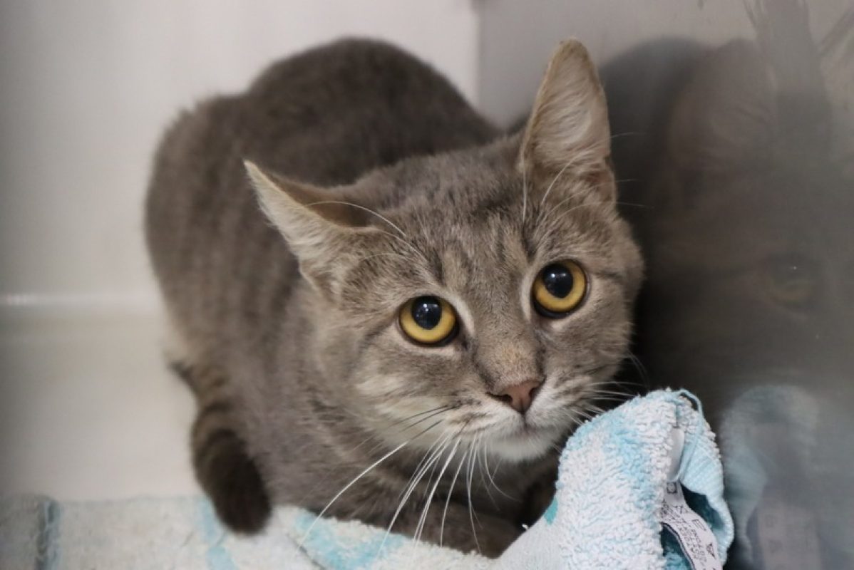 Cuzco - Chat Européen à adopter