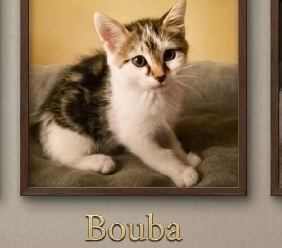Bouba - Chat Européen à adopter
