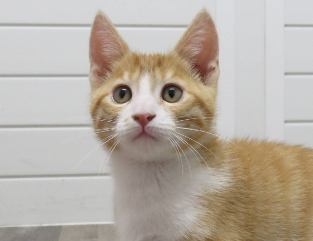 Dutton - Chat Européen à adopter