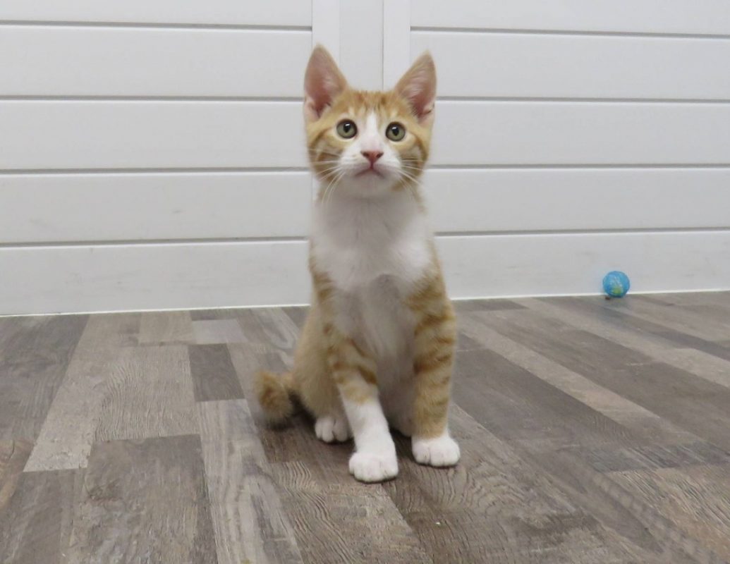 Dutton - Chat Européen à adopter - photo 2