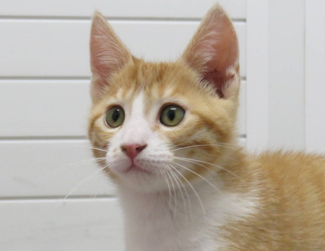Dutton - Chat Européen à adopter - photo 3
