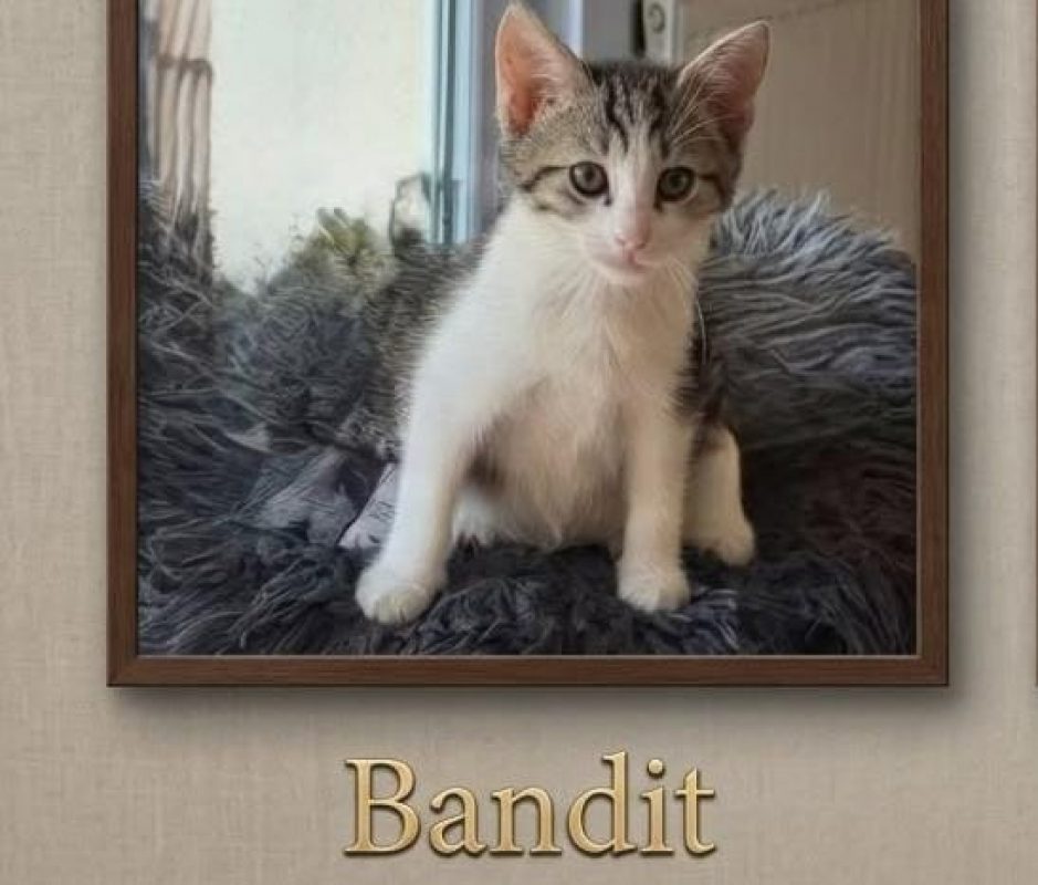 Bandit - Chat Européen à adopter