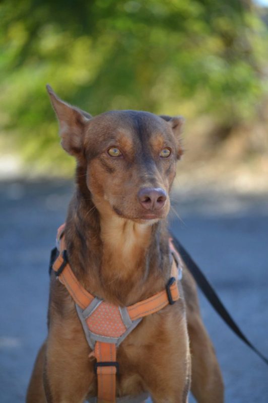 RATON - Chien Podenco Ibicenco à adopter