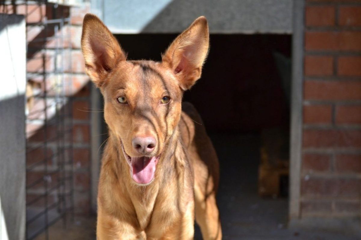 RATON - Chien Podenco Ibicenco à adopter - photo 4