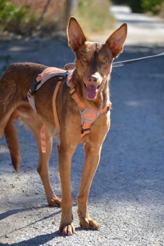 RATON - Chien Podenco Ibicenco à adopter - photo 3