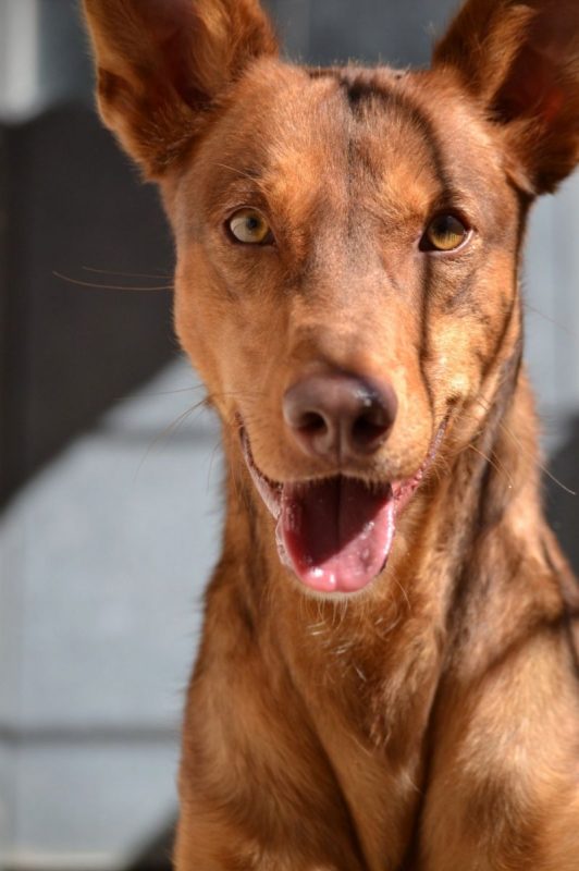 RATON - Chien Podenco Ibicenco à adopter - photo 5