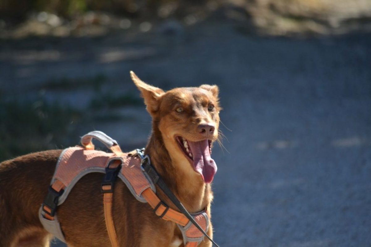 RATON - Chien Podenco Ibicenco à adopter - photo 2