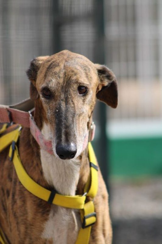 ROMEO - Chien Galgo à adopter