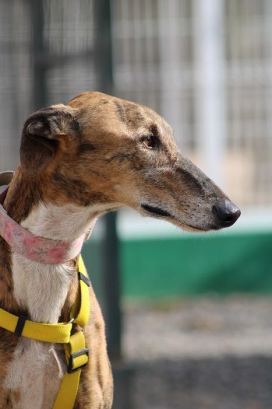 ROMEO - Chien Galgo à adopter - photo 2