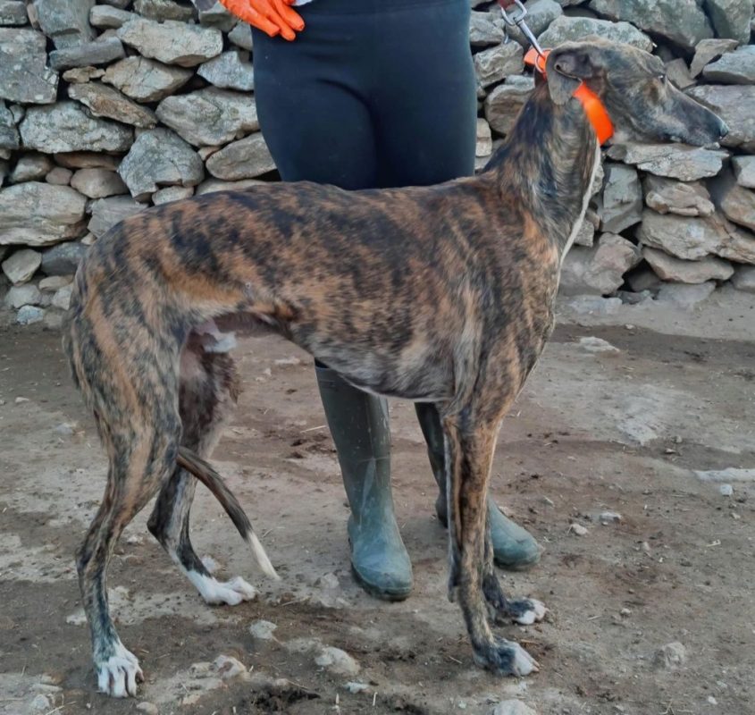 ROMEO - Chien Galgo à adopter - photo 4