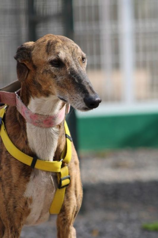 ROMEO - Chien Galgo à adopter - photo 3
