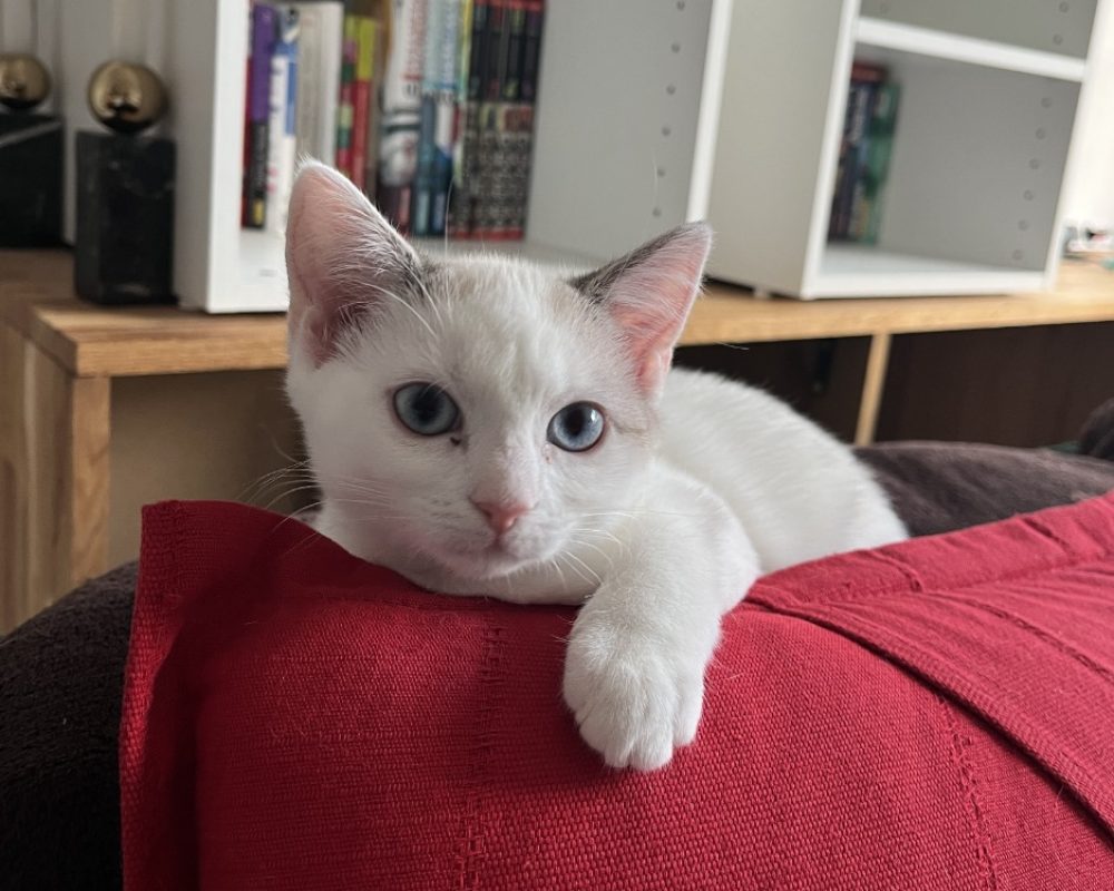 Gisele - Chat Européen à adopter