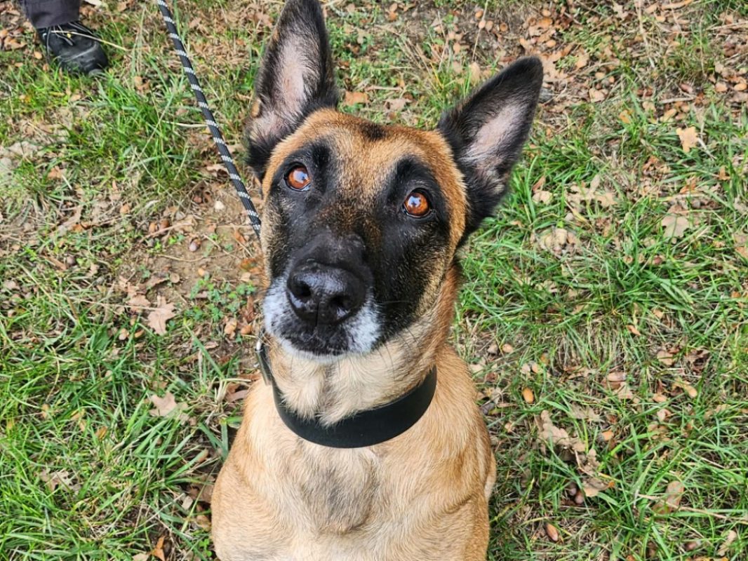 Noa - Chien Berger Belge Malinois à adopter