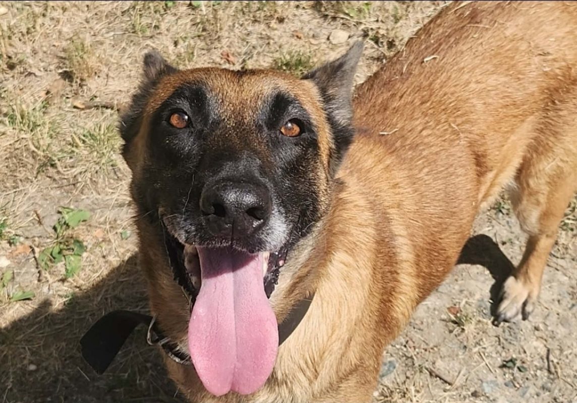 Noa - Chien Berger Belge Malinois à adopter - photo 2