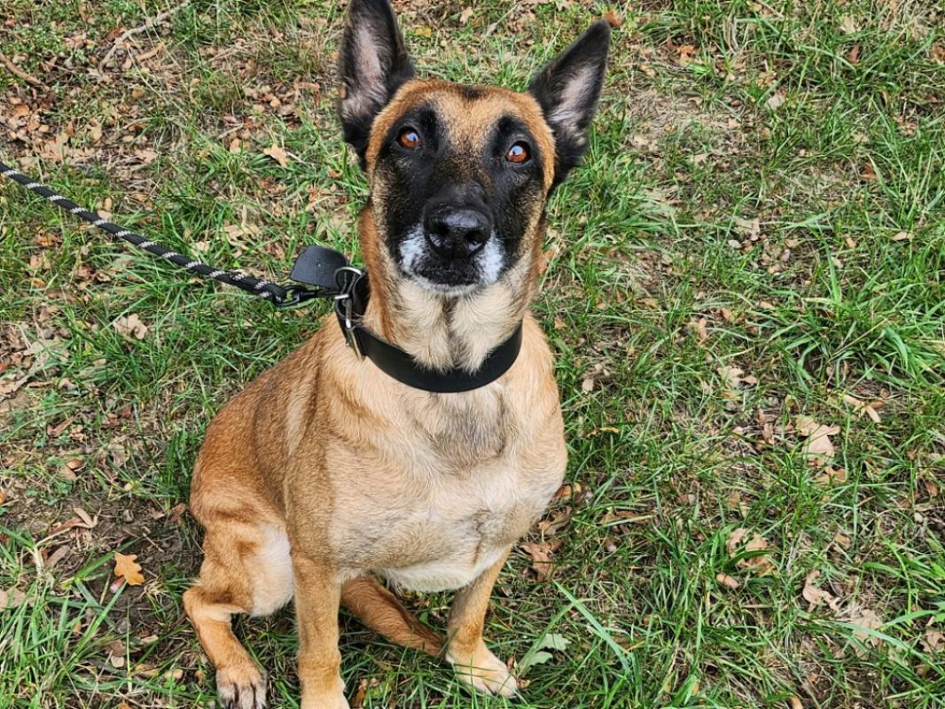 Noa - Chien Berger Belge Malinois à adopter - photo 3