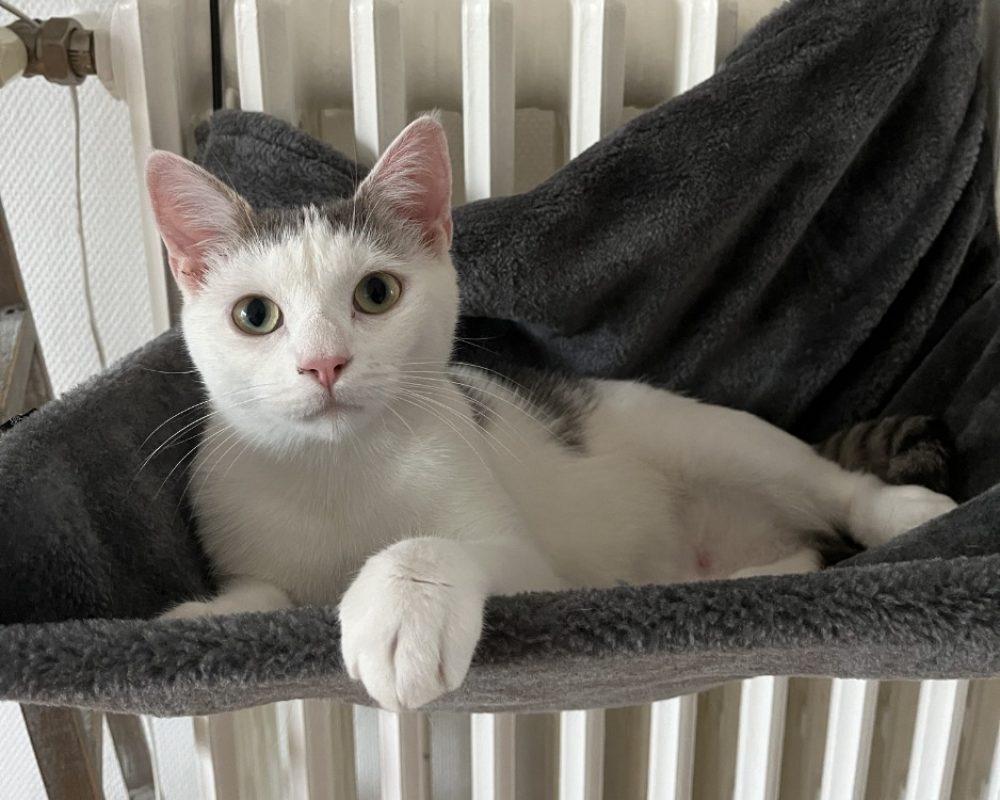 Odette - Chat Européen à adopter