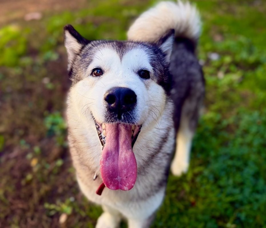 Manouka - Chien Malamute de l'Alaska à adopter