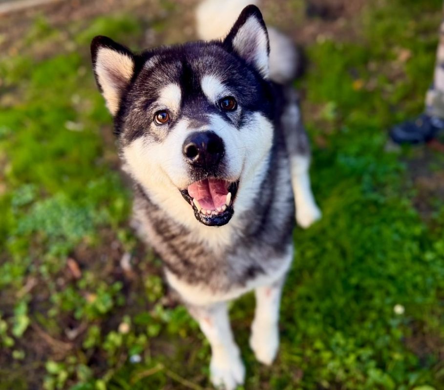 Rony - Chien Malamute de l'Alaska à adopter