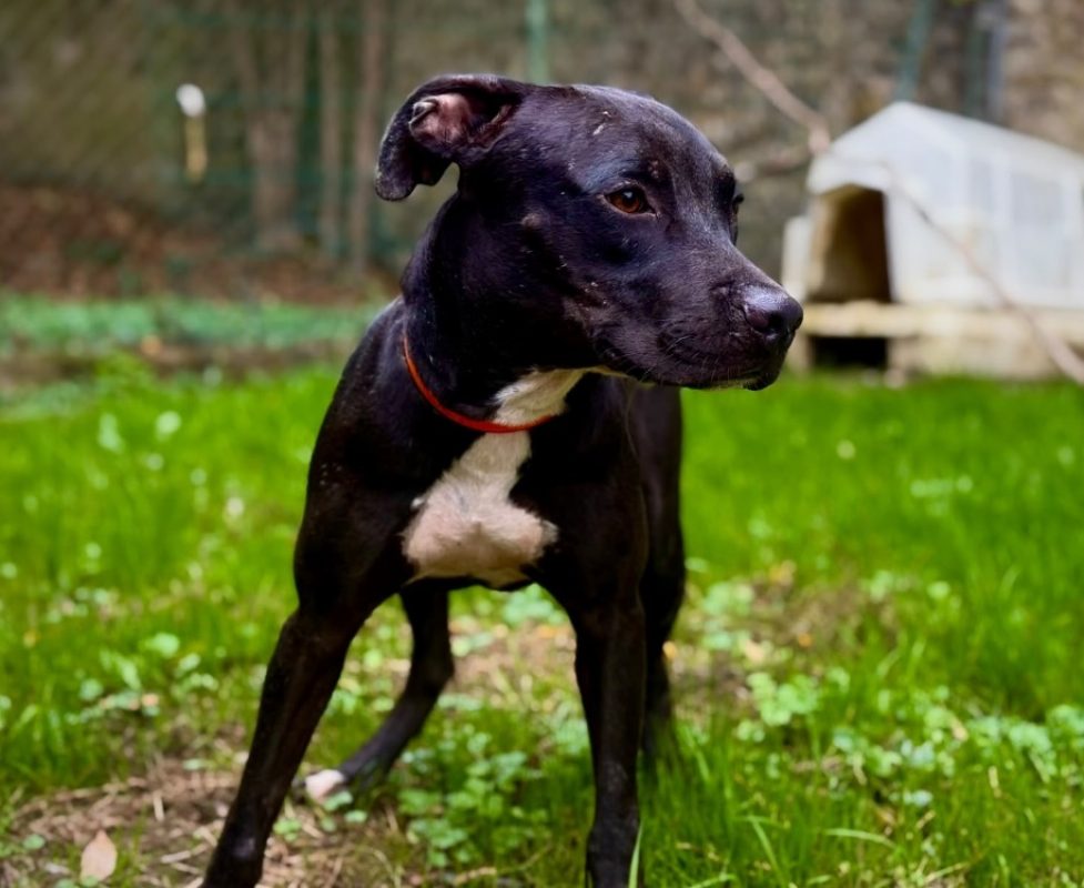 Inox - Chien à adopter