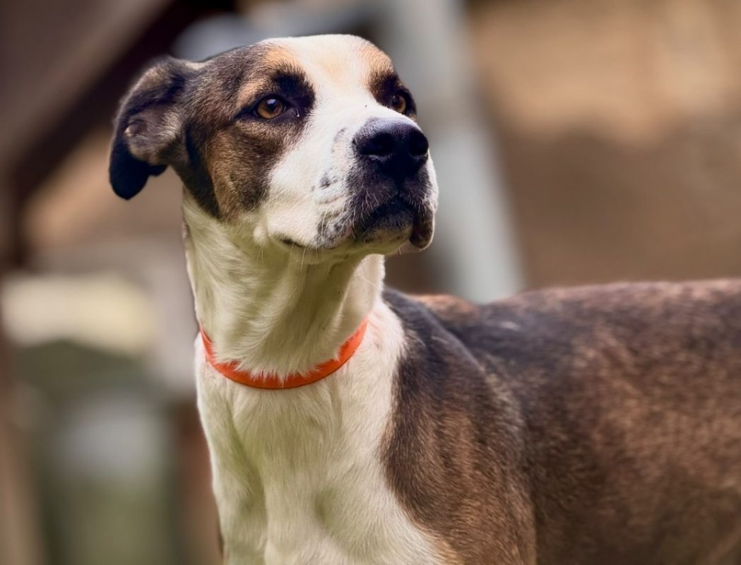 Becassine - Chien à adopter