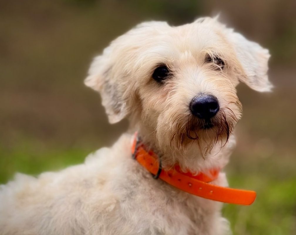 Ghosty - Chien à adopter