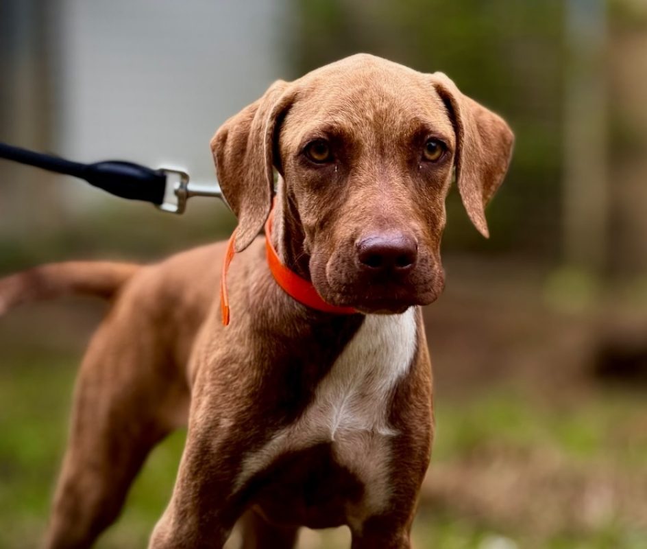 Callisto - Chien à adopter