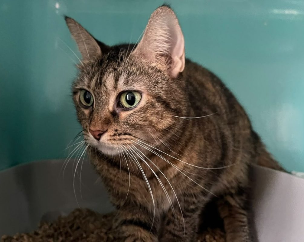 Plume - Chat Européen à adopter