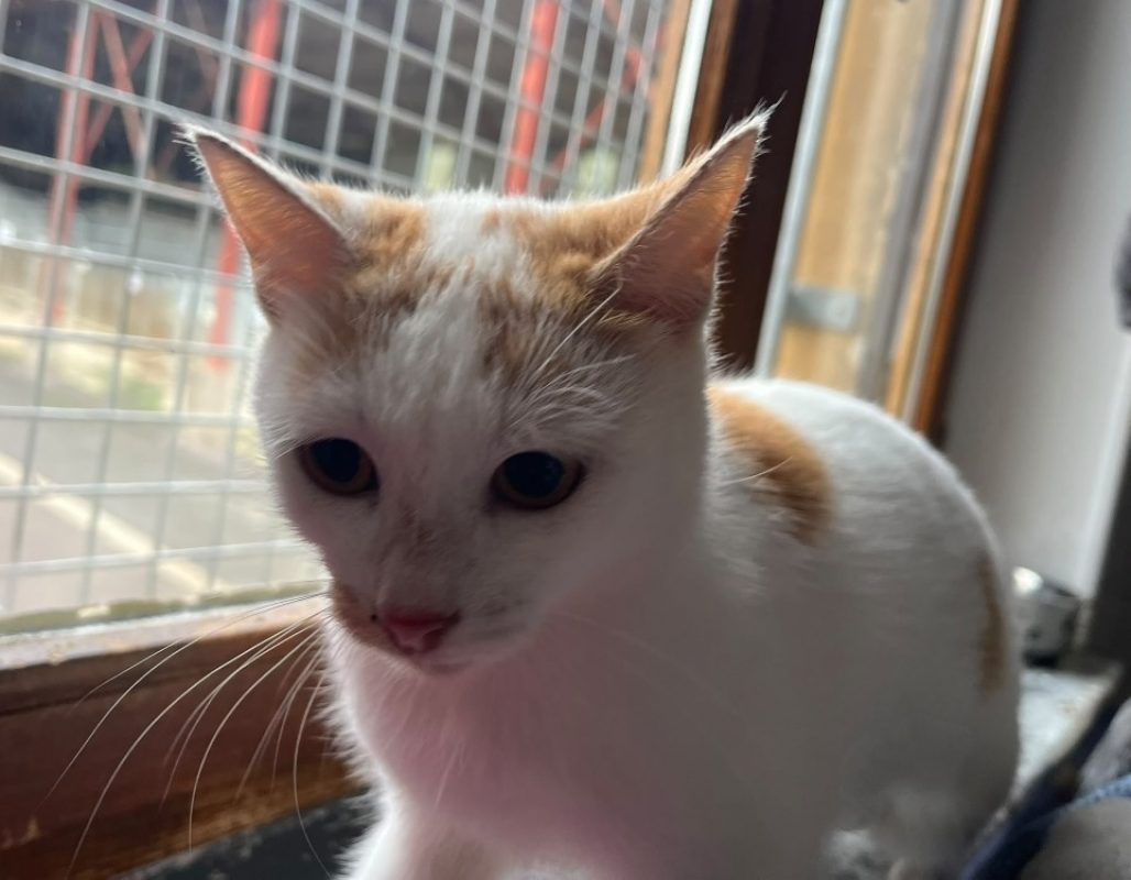 Chimere - Chat Européen à adopter