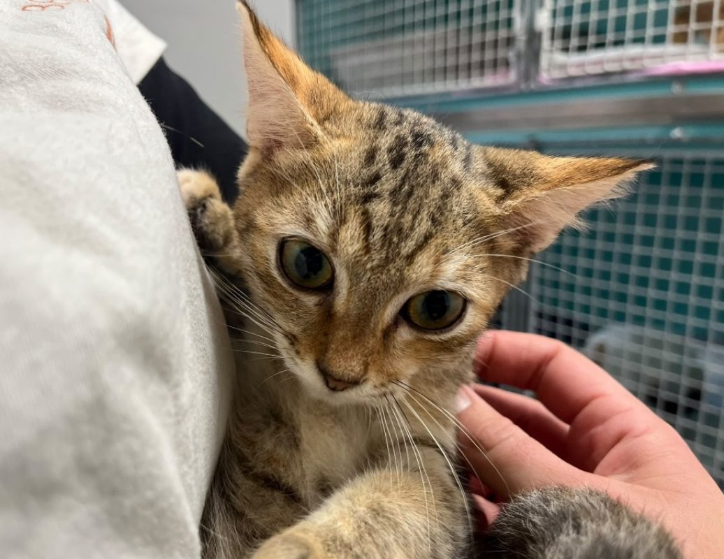 Vietnam - Chat Européen à adopter
