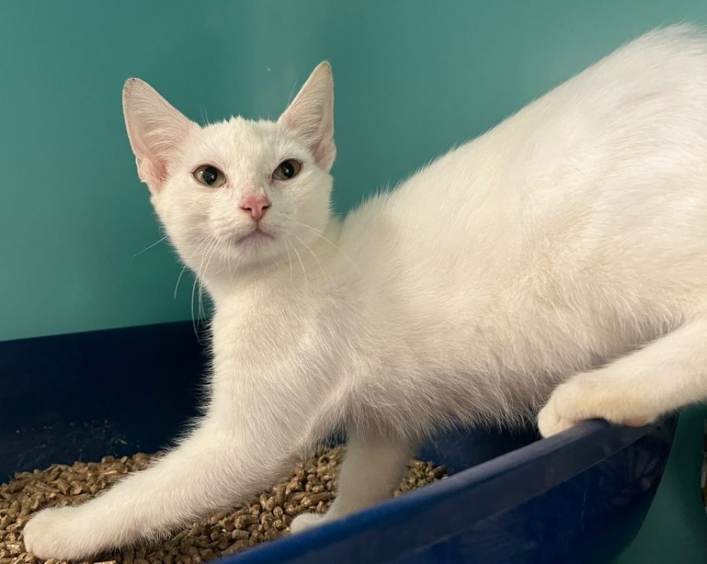 Vienne - Chat Européen à adopter