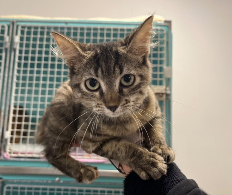 Quito - Chat Européen à adopter
