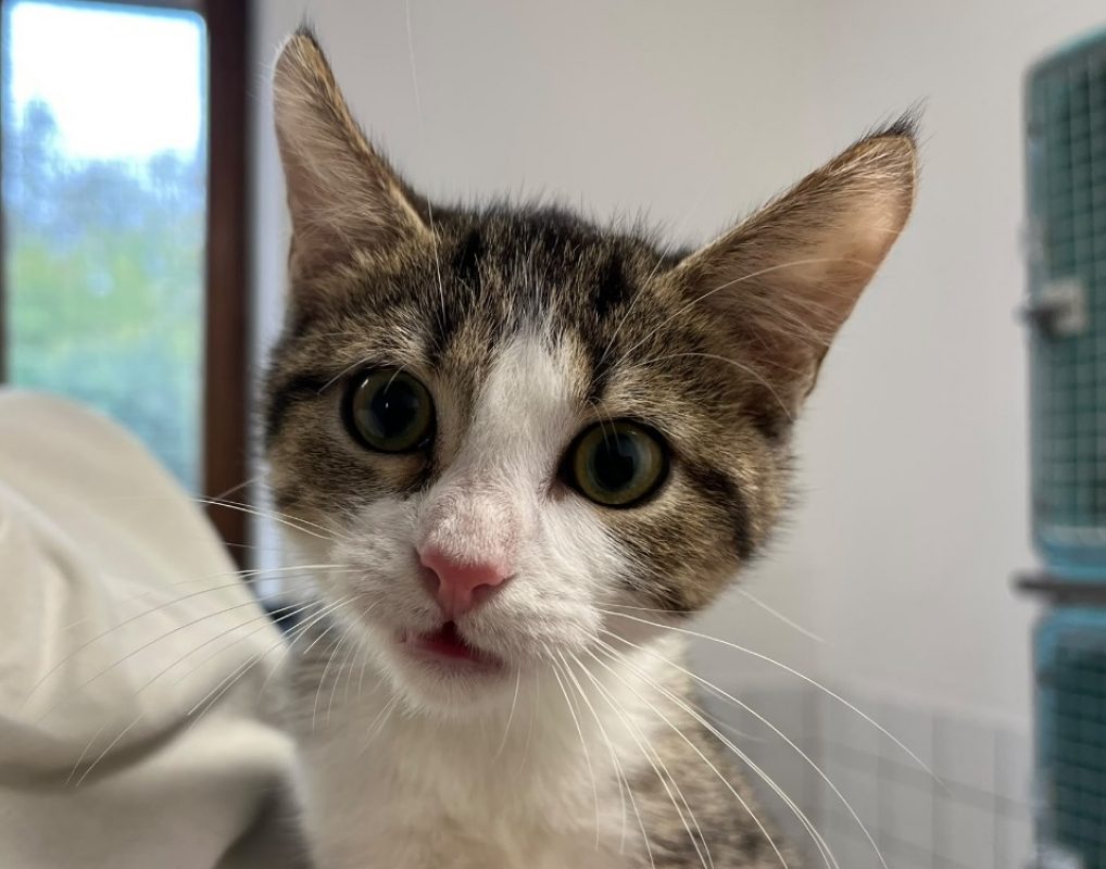 Bamy - Chat Européen à adopter
