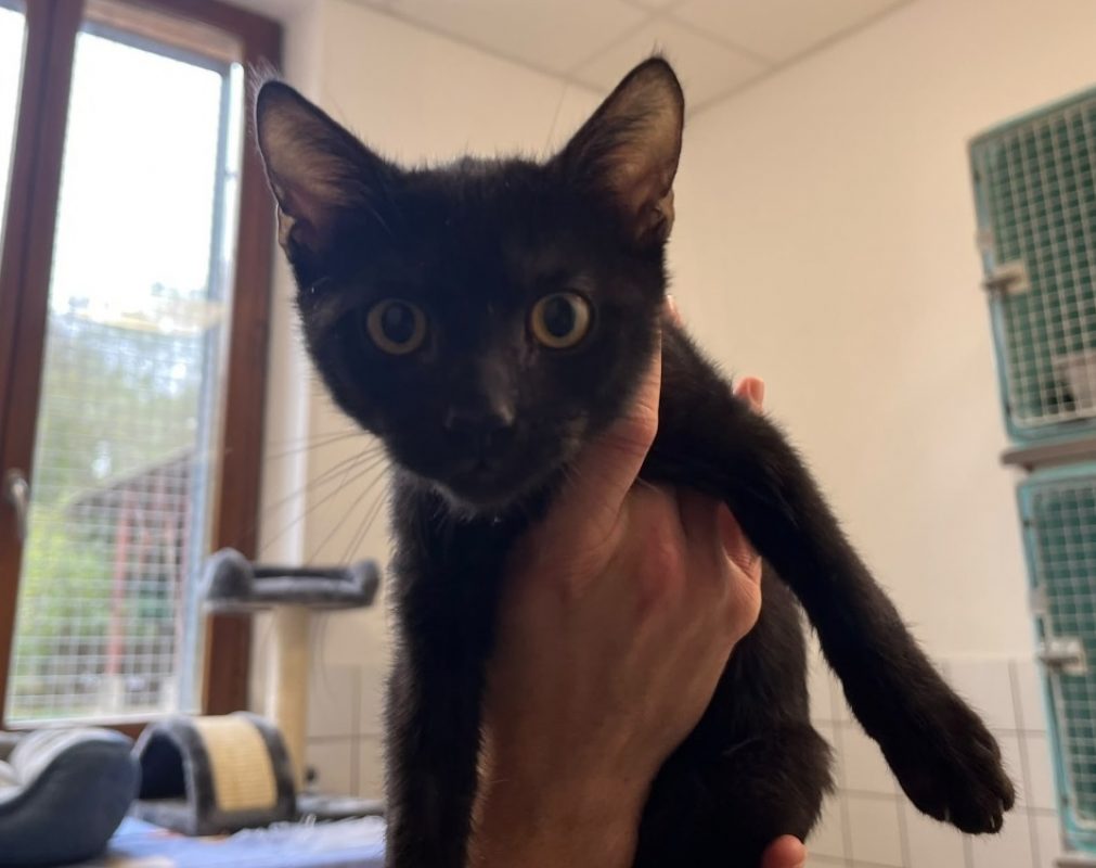 Ange - Chat Européen à adopter