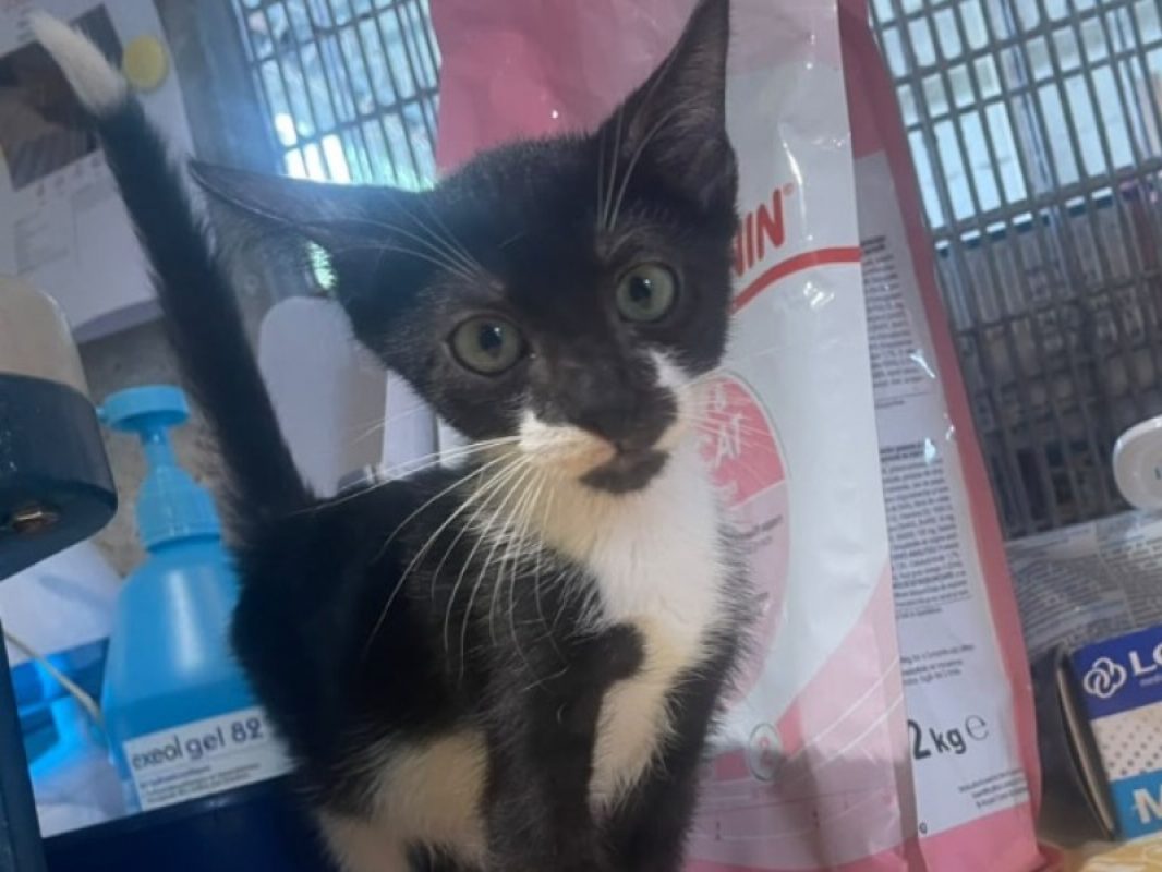Amo - Chat Européen à adopter
