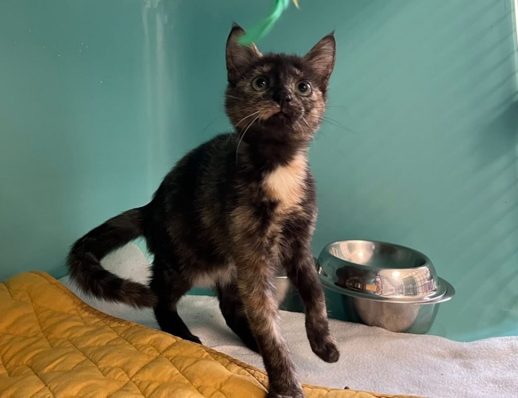 Nioky - Chat Européen à adopter