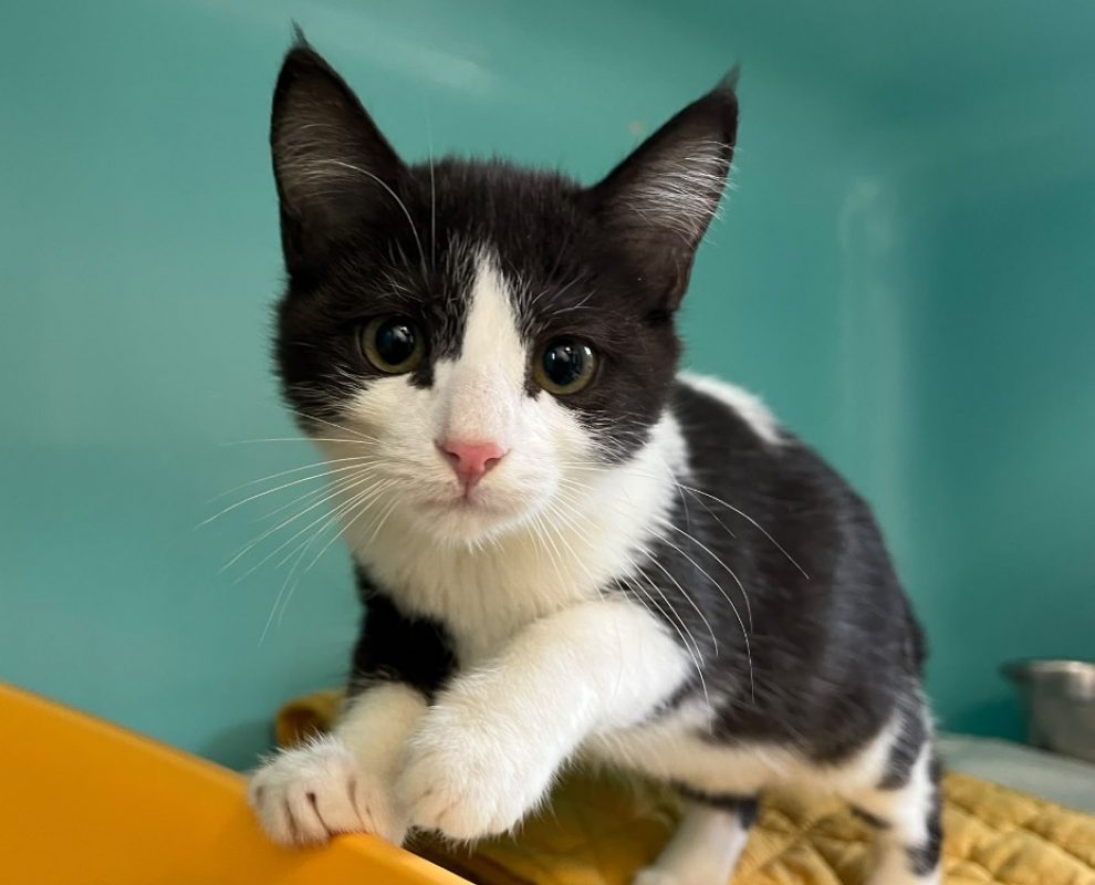 Nanouk - Chat Européen à adopter