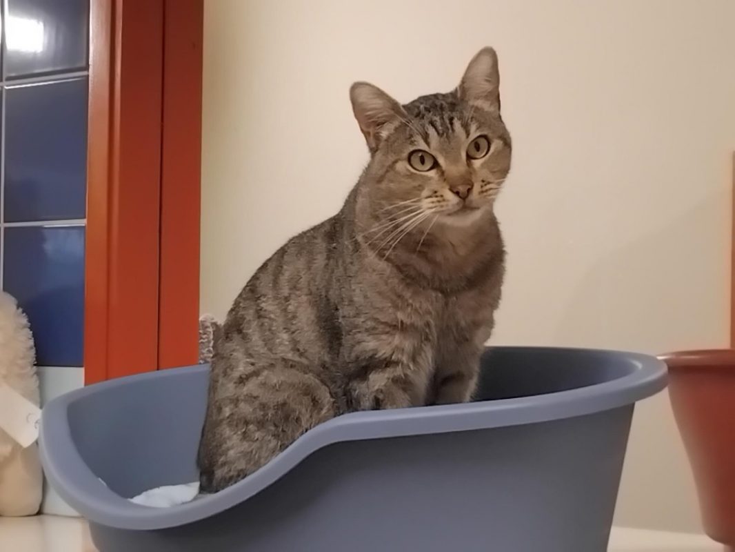 Caribou - Chat Européen à adopter