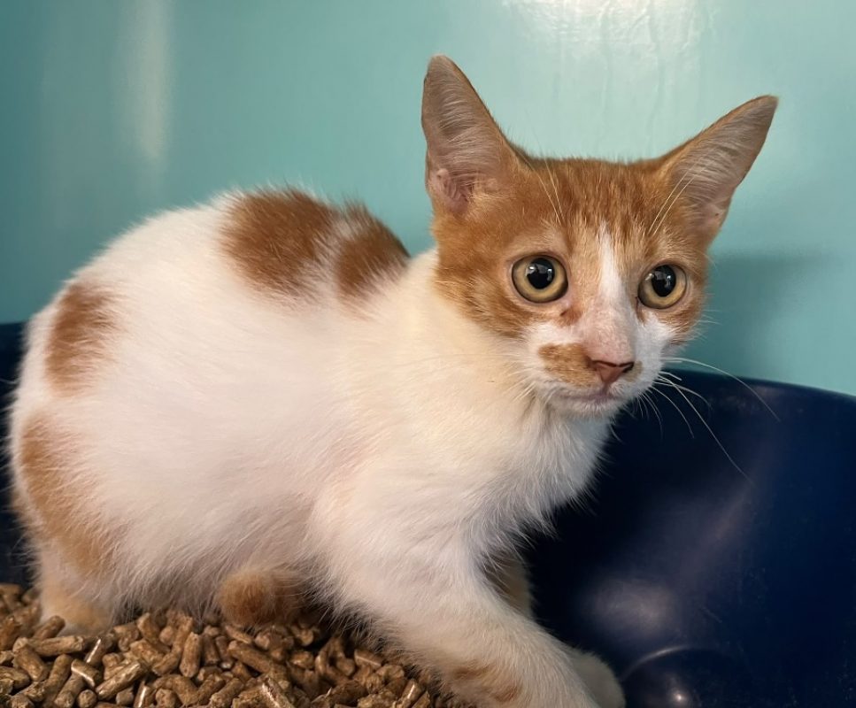 Qinghai - Chat Européen à adopter