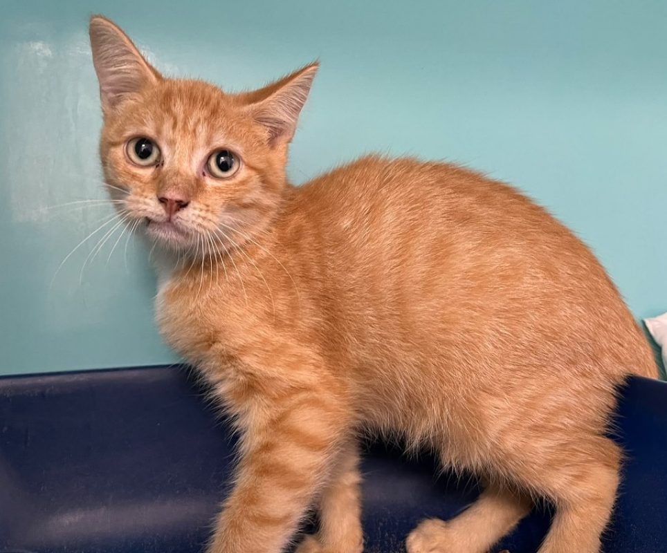 Quebec - Chat Européen à adopter