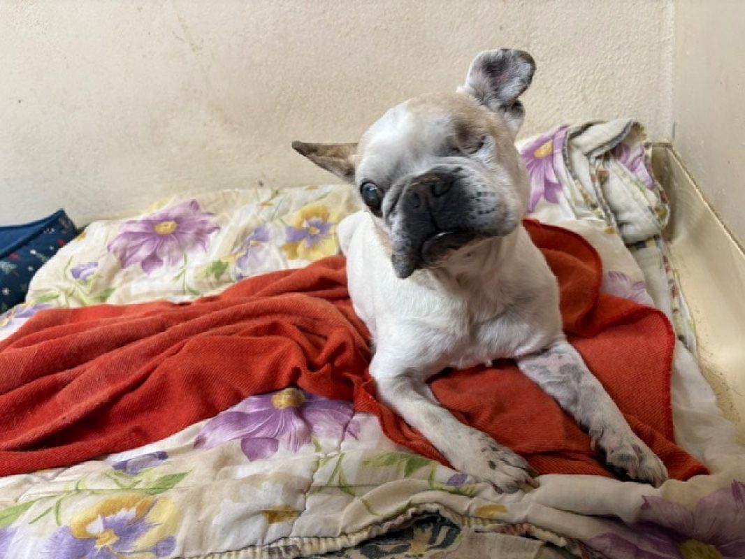 Marta - Chien Bouledogue Français à adopter