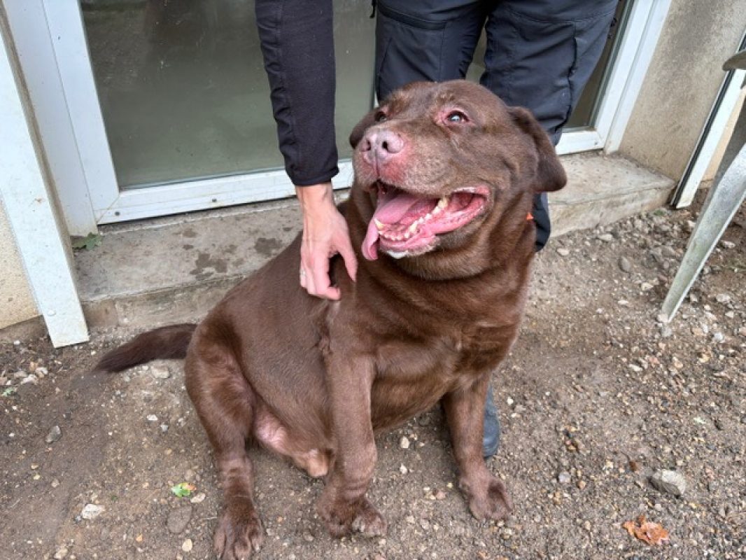 Kokou - Chien à adopter